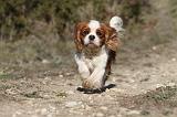 CAVALIER KING CHARLES 296